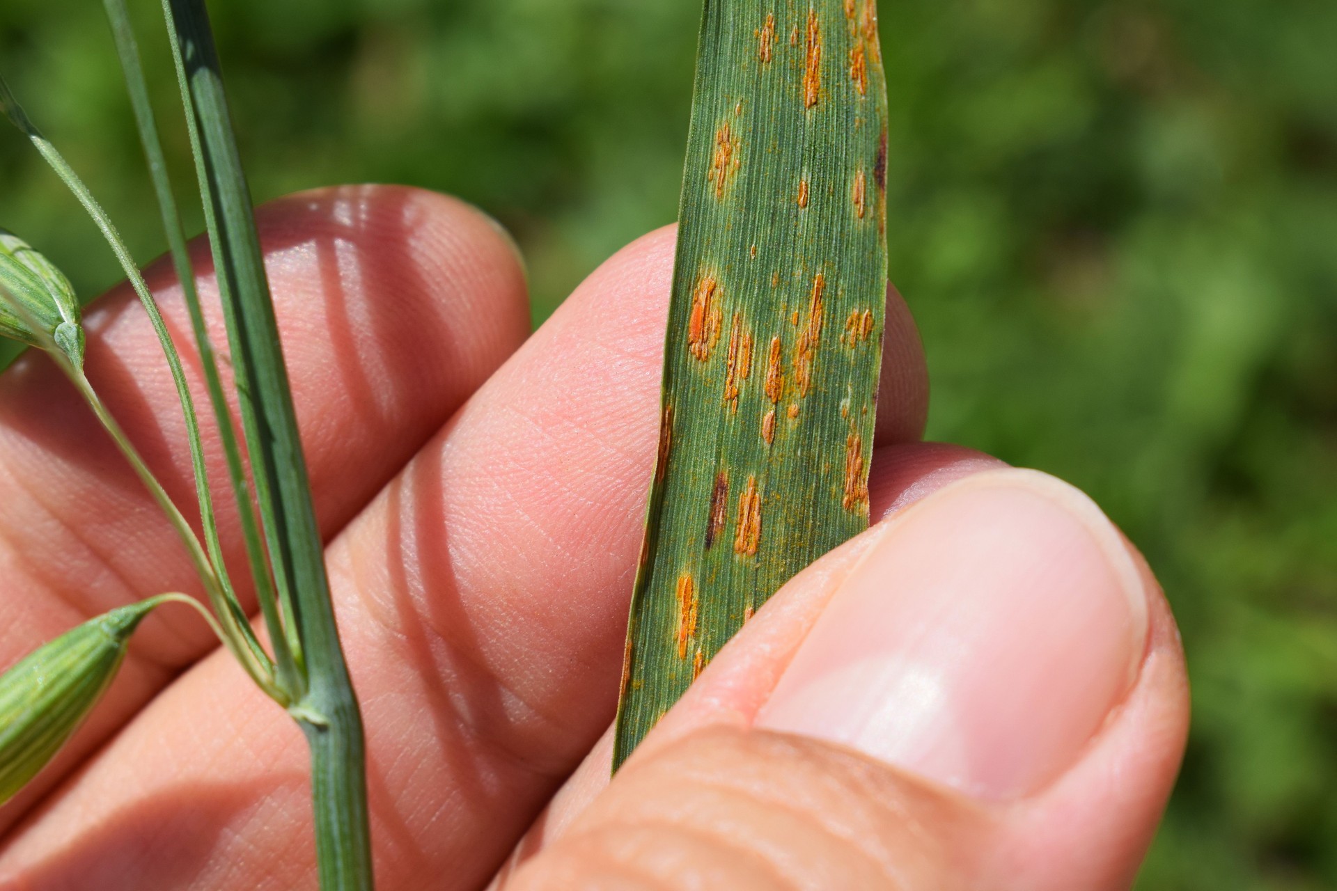 Rust on an oat leaf