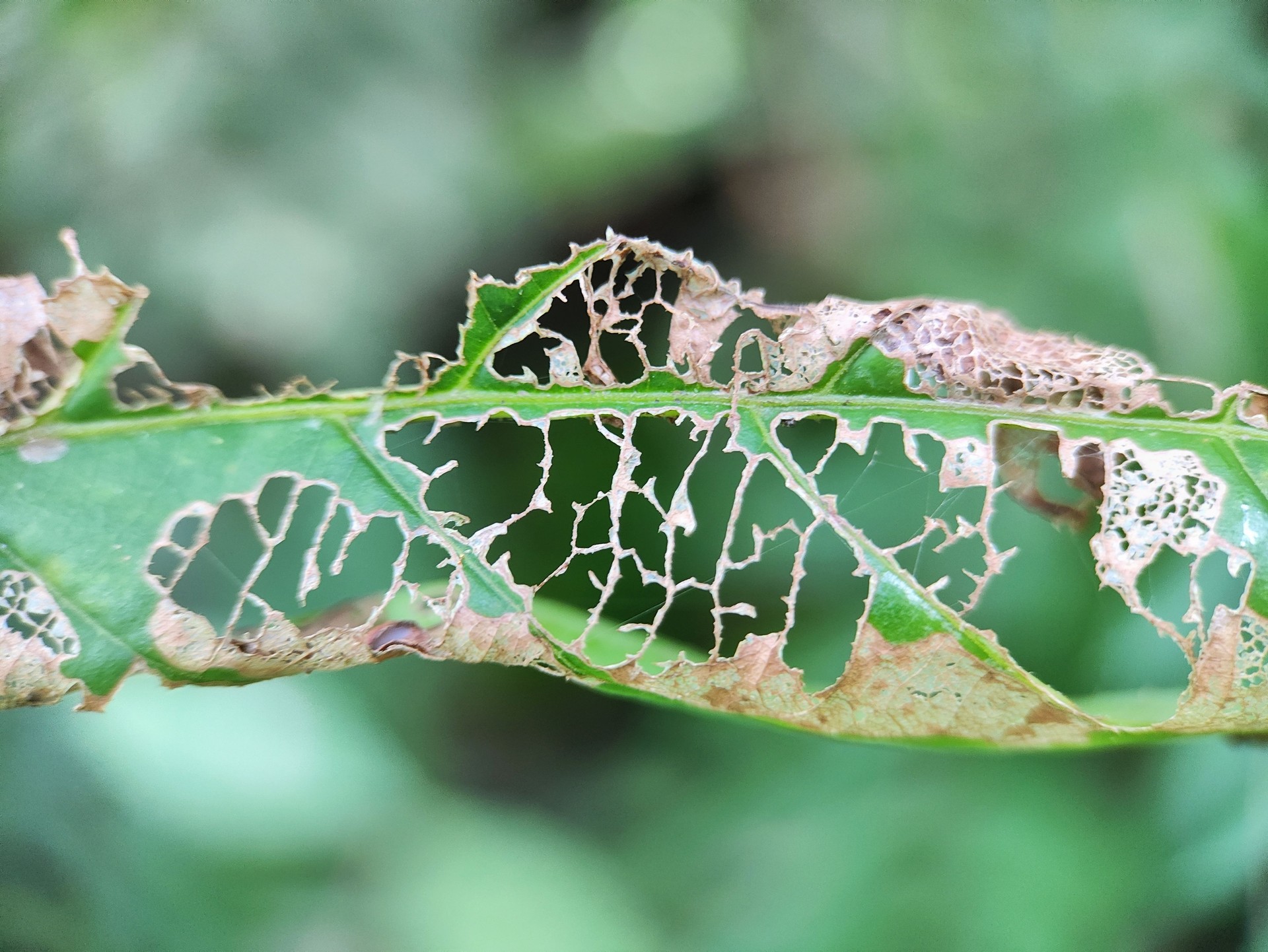 close-up of a severely damaged green leaf